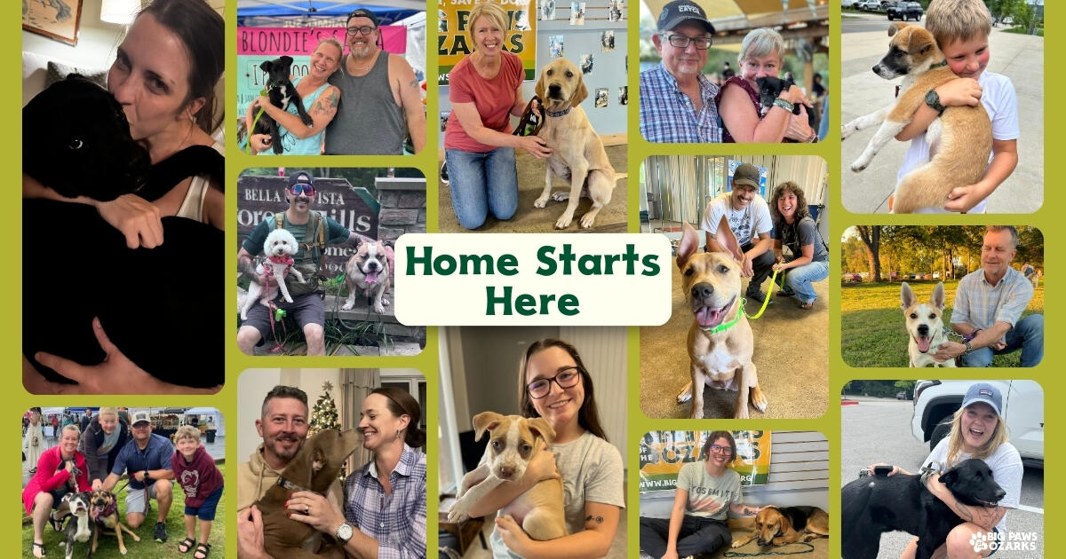 Campaign cover image for Home Starts Here: Help Dogs Find Their Way Home This Giving Tuesday