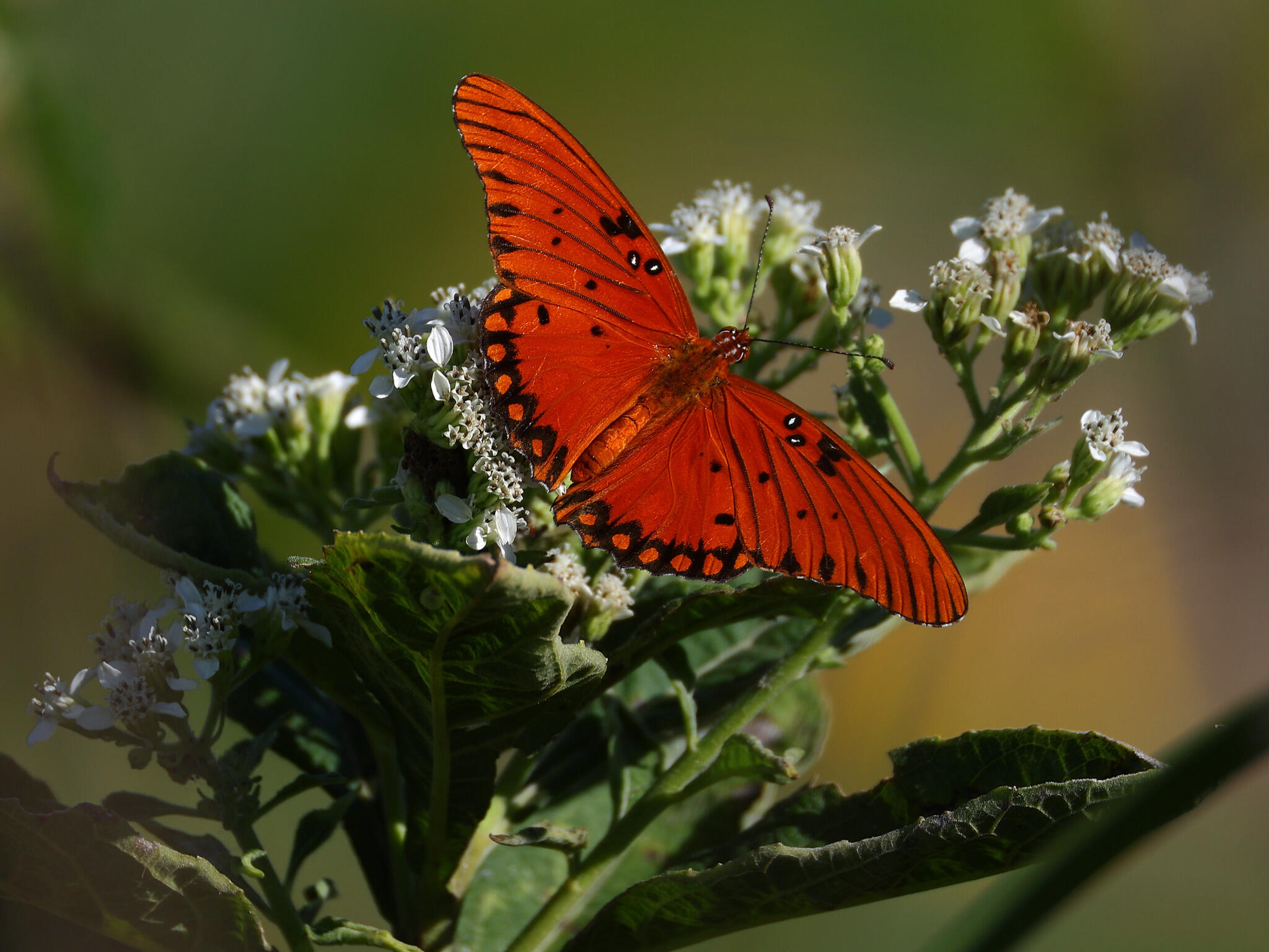 Campaign cover image for Sex in the Garden