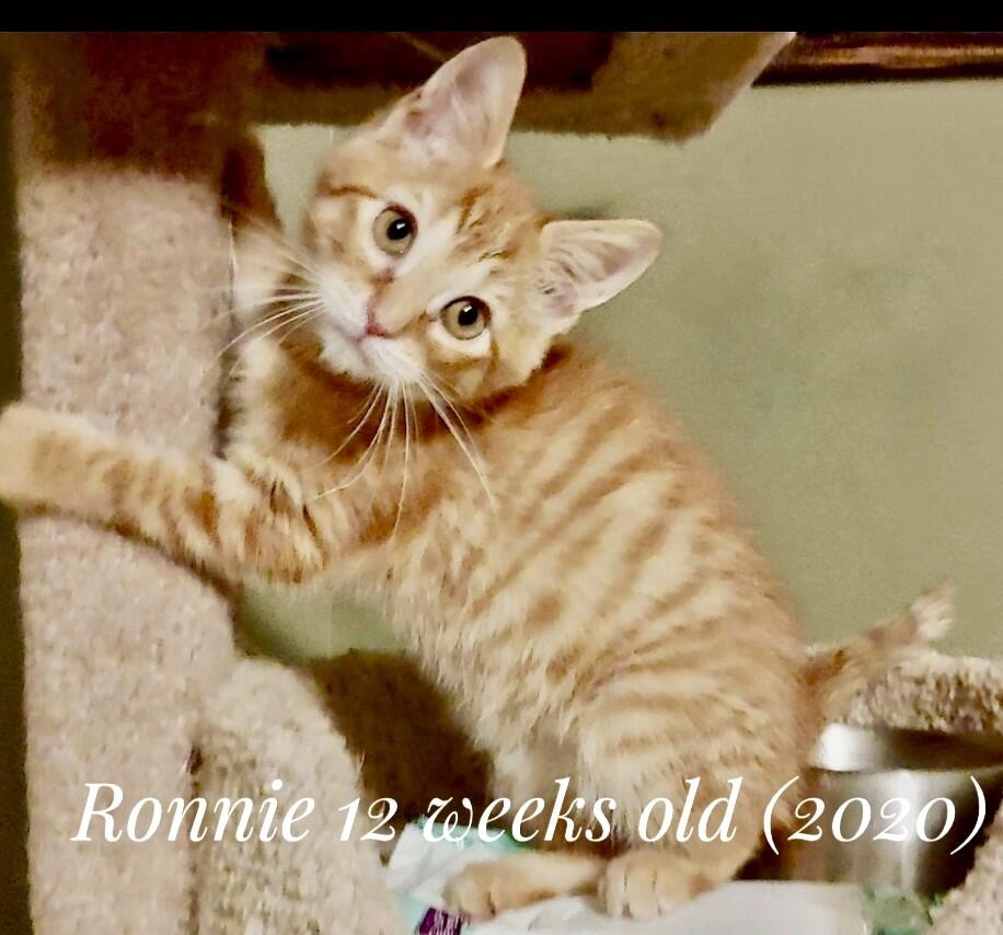 Campaign cover image for Pet Tails Rescue Urgent Medical Fund