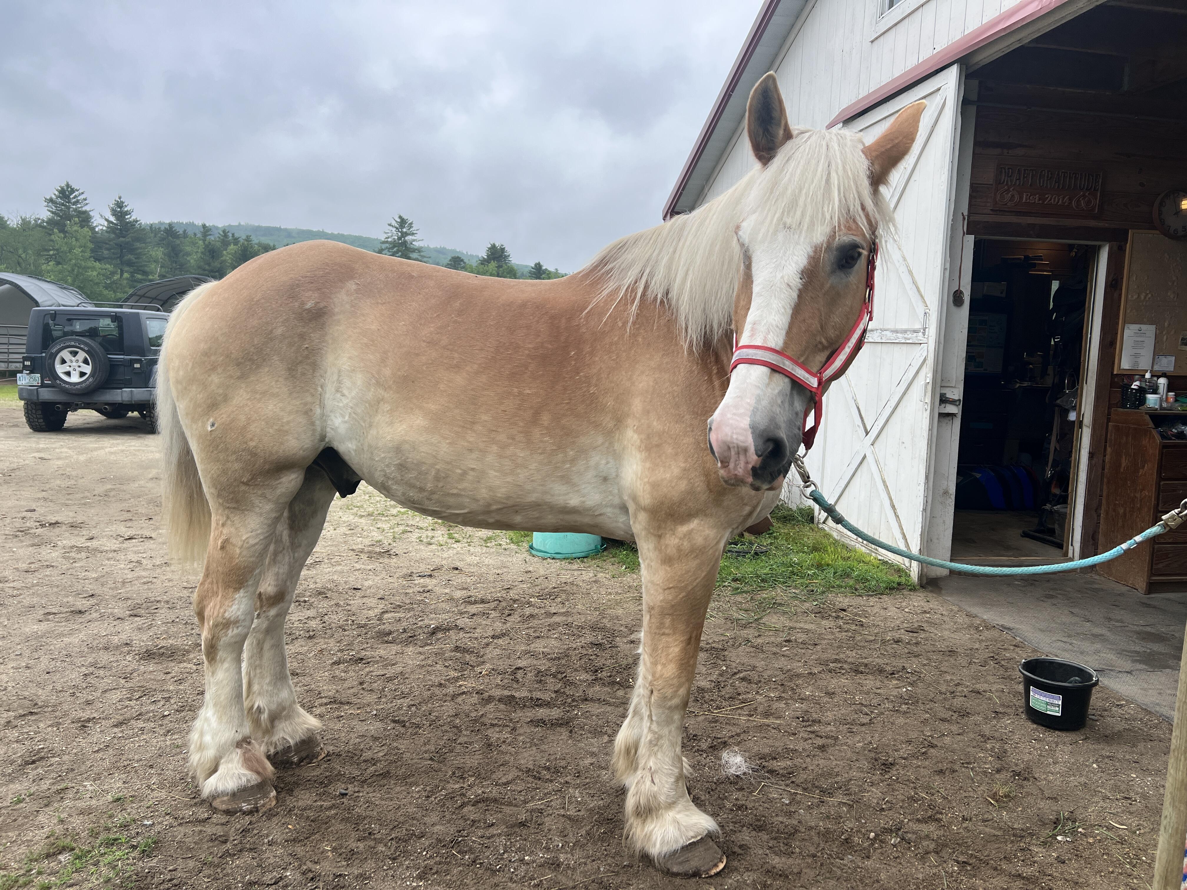 Campaign cover image for One horse healed. Another horse waiting.