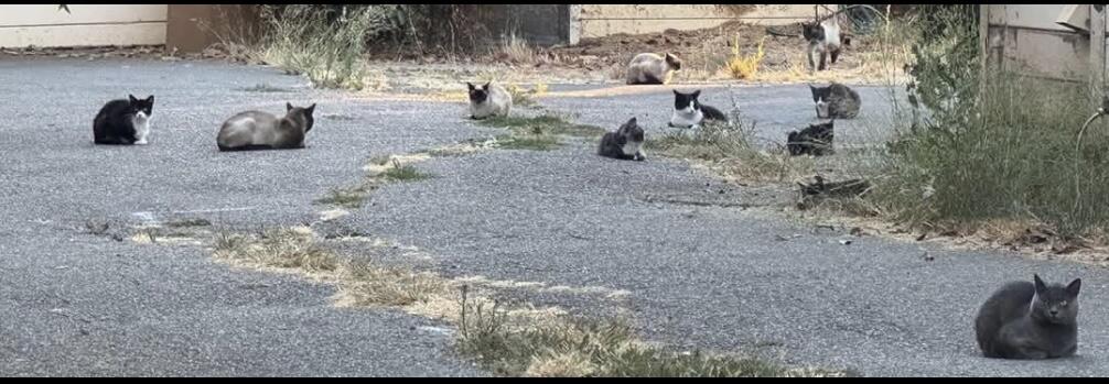 Campaign cover image for Fremont Abandoned Cat Project