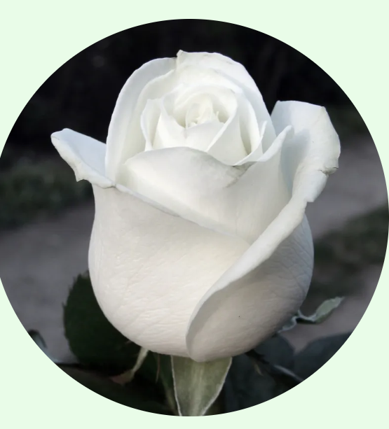 Campaign cover image for Santa Fe Station Meal Assessment