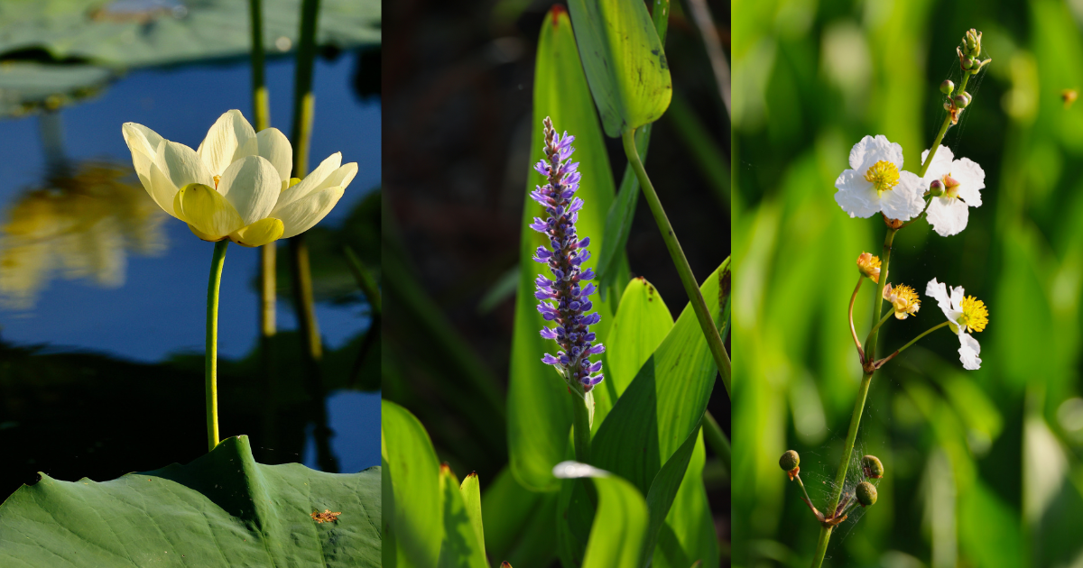 Campaign cover image for Aquatic Plants of the Wetland