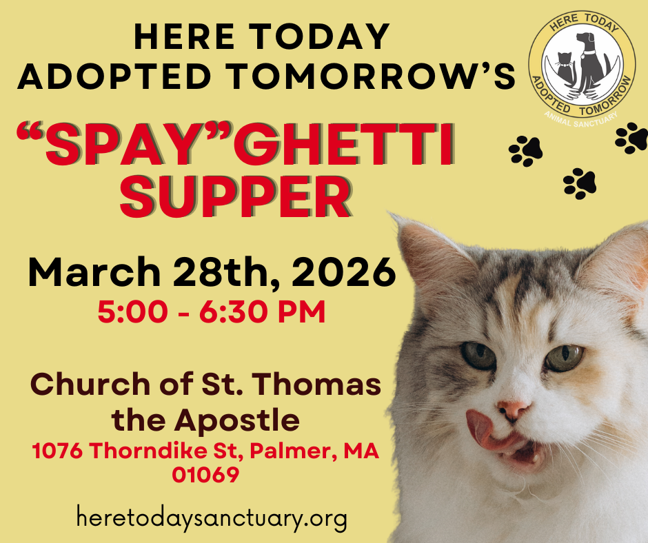 Campaign cover image for HTAT's "Spay"ghetti Supper 2026