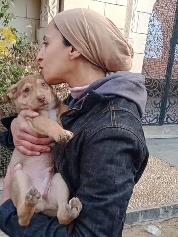 Campaign cover image for Over 70 Cats Are Losing Their Home — Help Shareen Give Them Safety Again