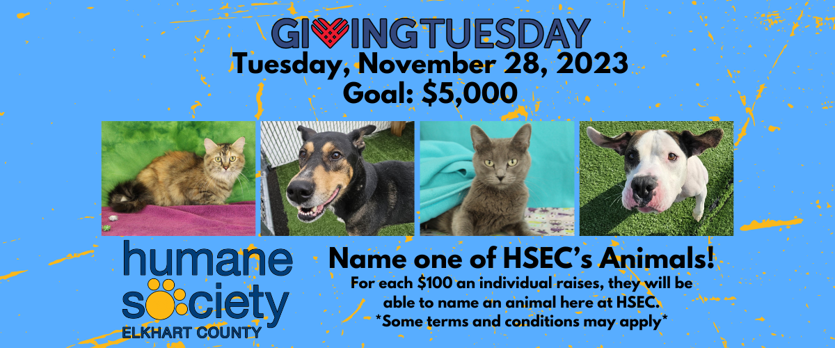 Campaign cover image for Giving Tuesday 2023