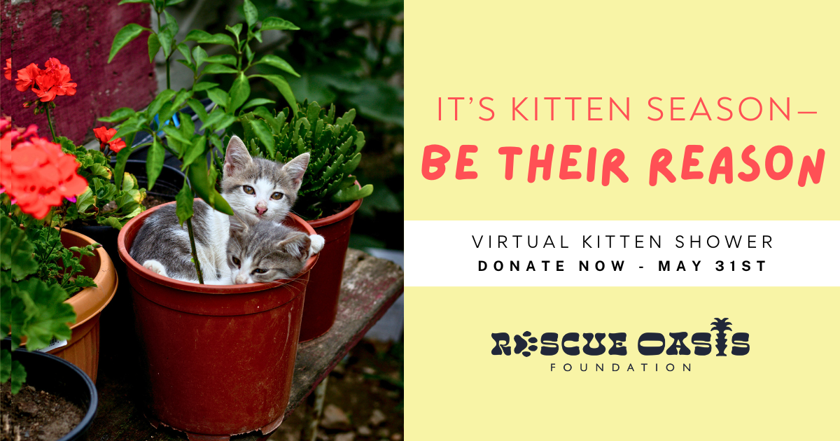 2025 Virtual Kitten Shower Rescue Oasis Foundation