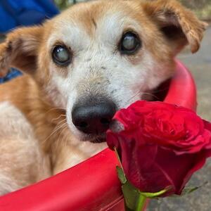 Campaign cover for Feed a Shelter Dog This Valentine's Day 2026