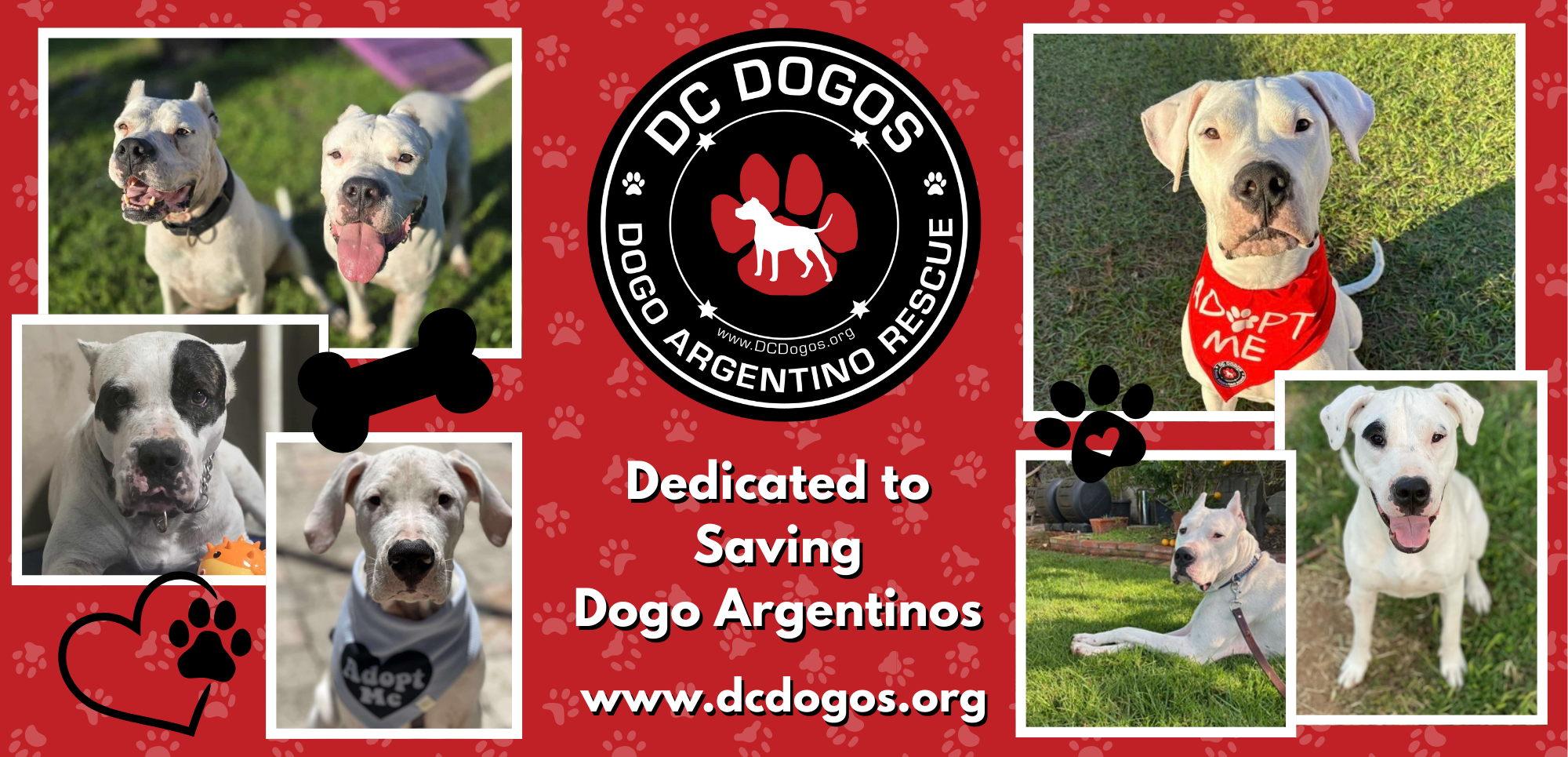 Campaign cover image for Every Dogo Deserves a Chance!