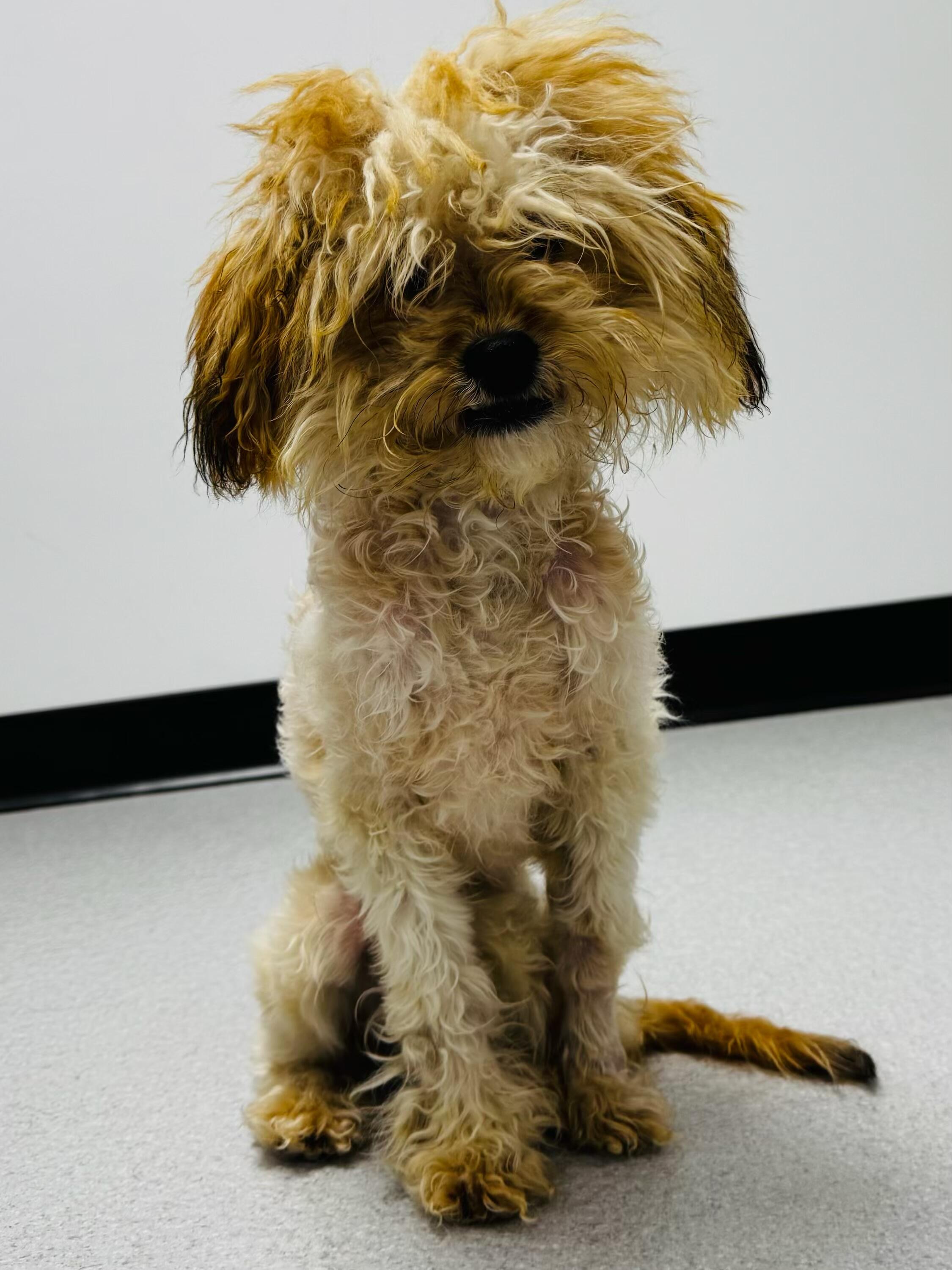 Campaign cover image for Gucci's Road to Health & Healing