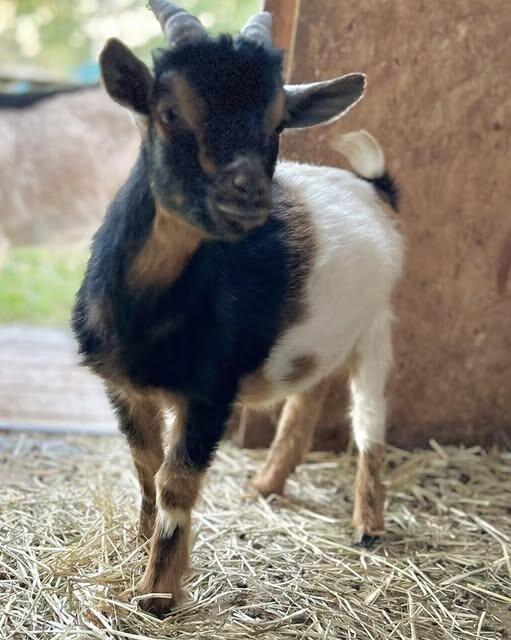 Campaign cover for Goat Sponsorship $25/mo