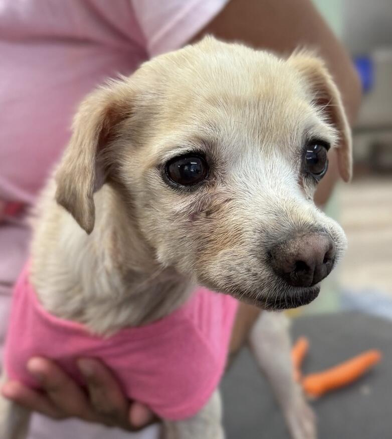 Campaign cover image for ❤️Sponsor Chula❤️