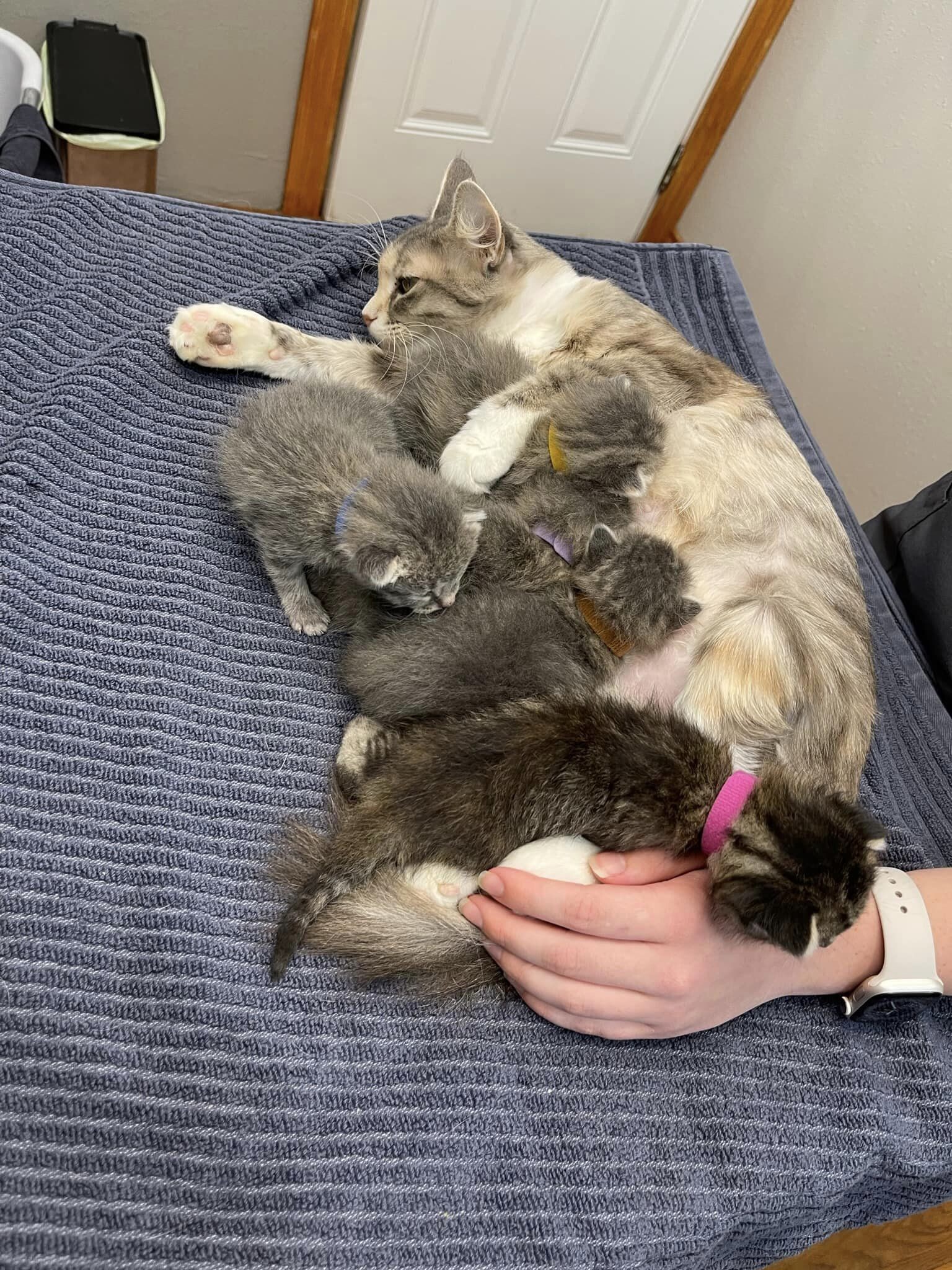 Campaign cover image for Coins for Kitten Season!