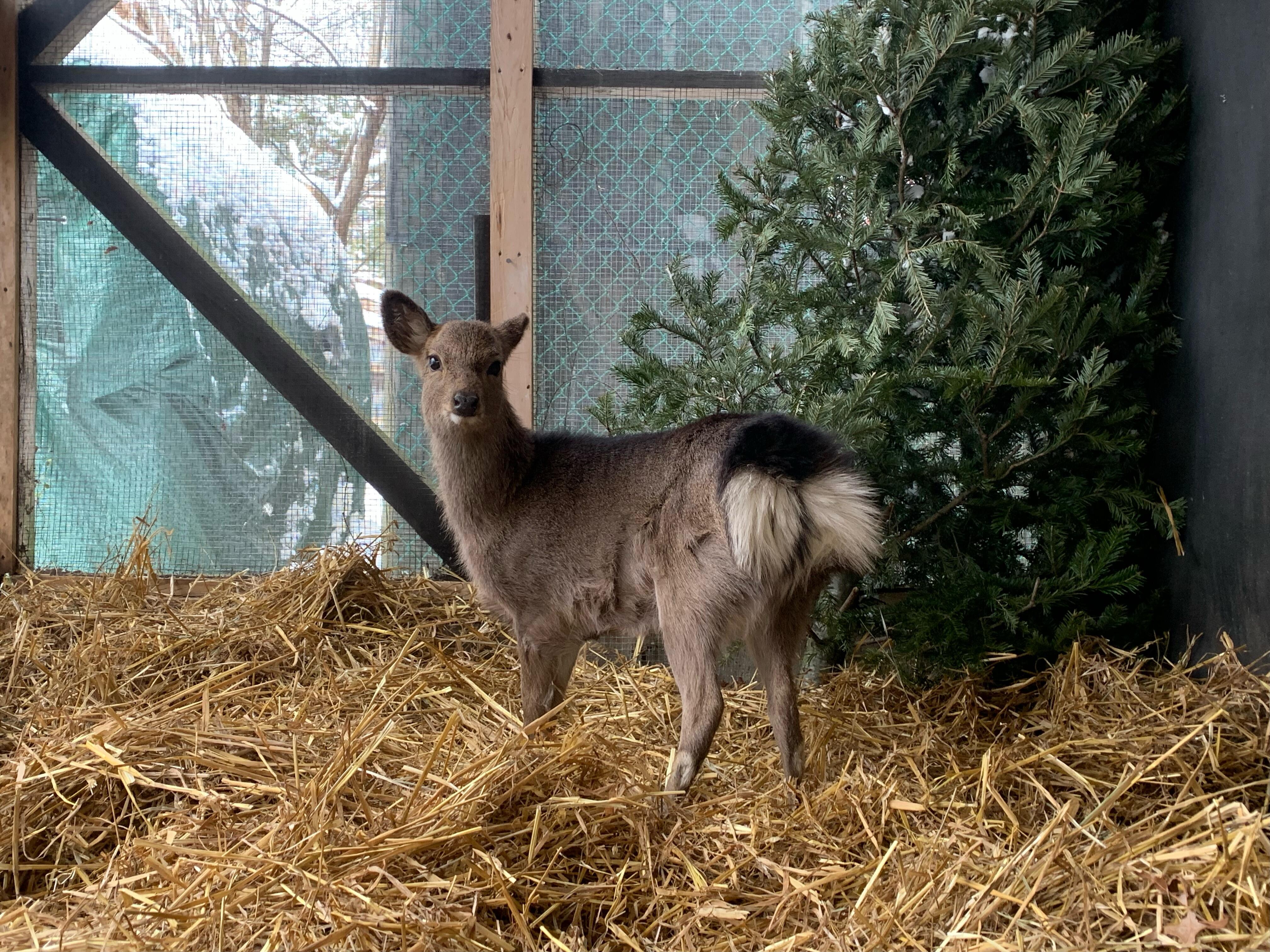 Campaign cover image for Elsa's Fund