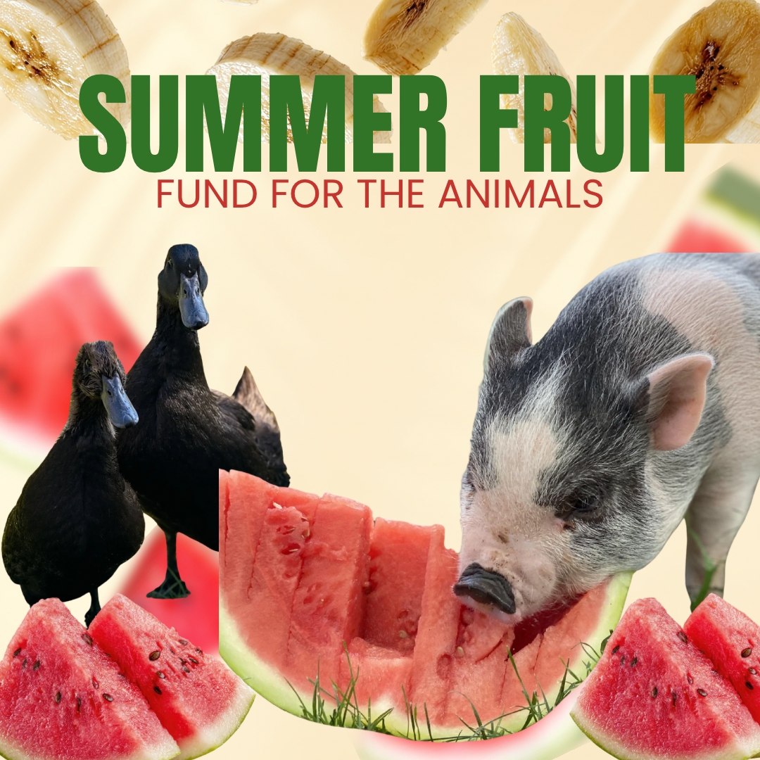 Campaign cover for 🍉☀️ Summer Fruit Fundraiser for the Animals ☀️🍉