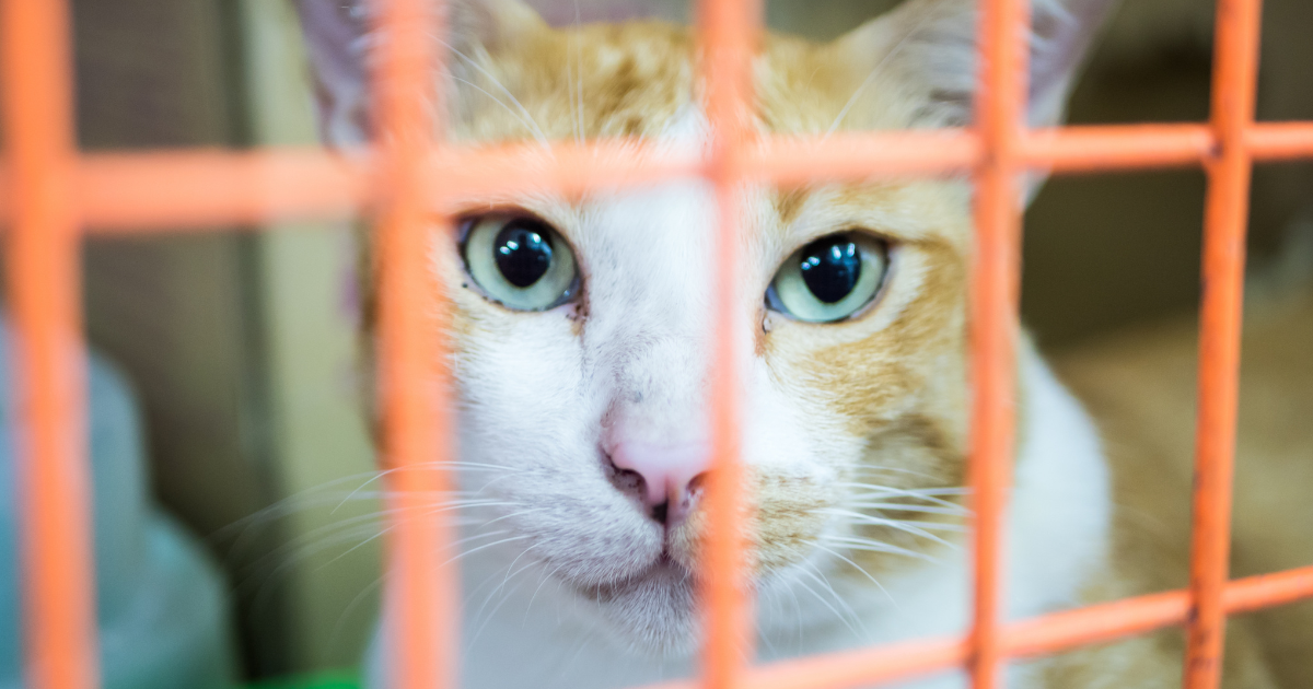 Campaign cover for Make a Gift to Charles River Alleycats