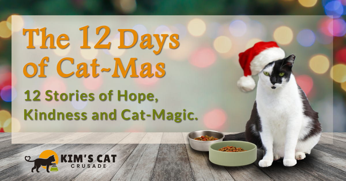 Campaign cover image for 12 Days of Cat-Mas