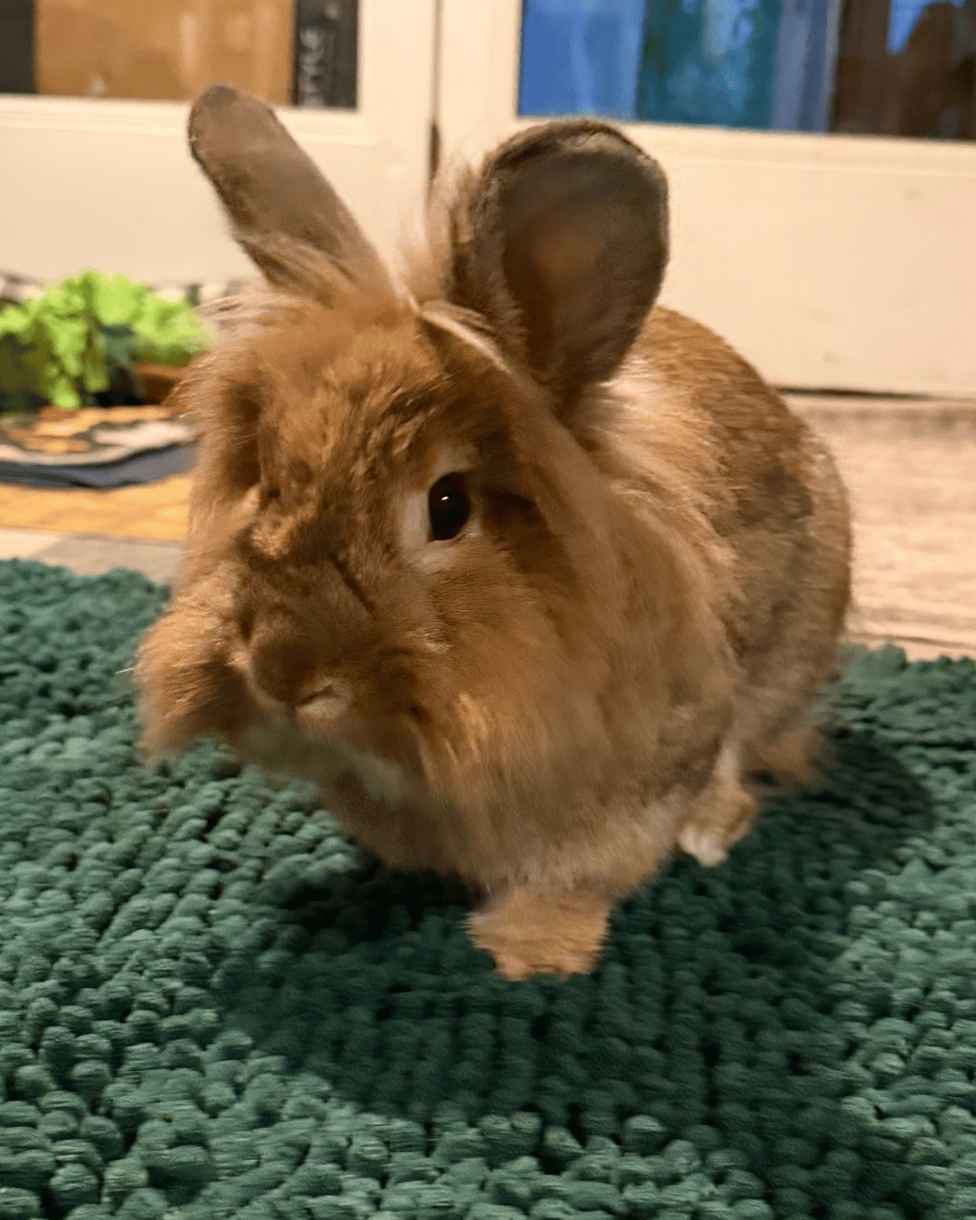 Campaign cover for Bunny Sponsor: Harry