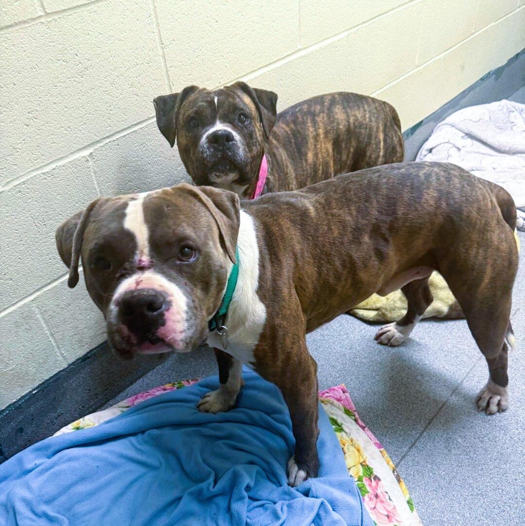 Campaign cover image for 🐾 Help Cover Vet Bills for Abandoned Pitbulls