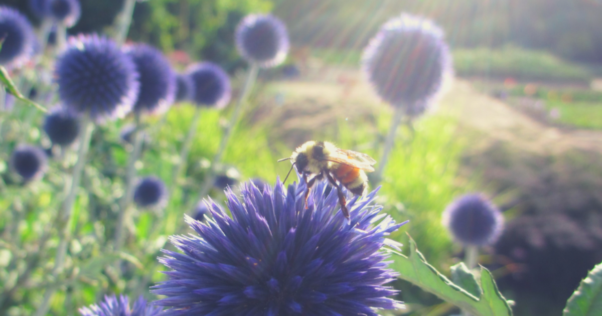Campaign cover for Support Scott's Bees