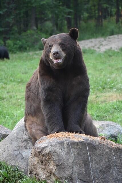 Campaign cover image for Adopt a Bear - Kenai