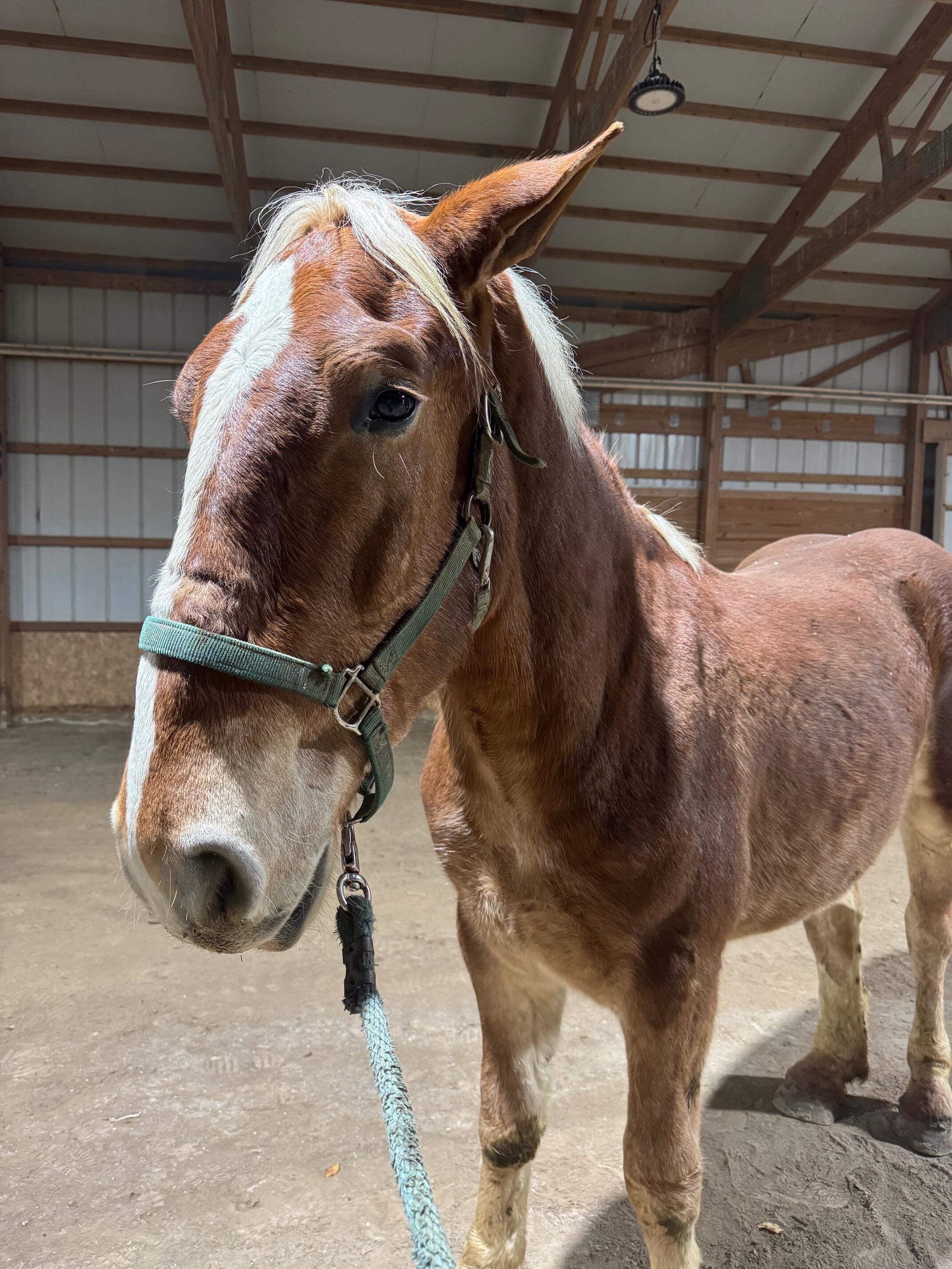 Campaign cover for Barneby's Guardian Fund