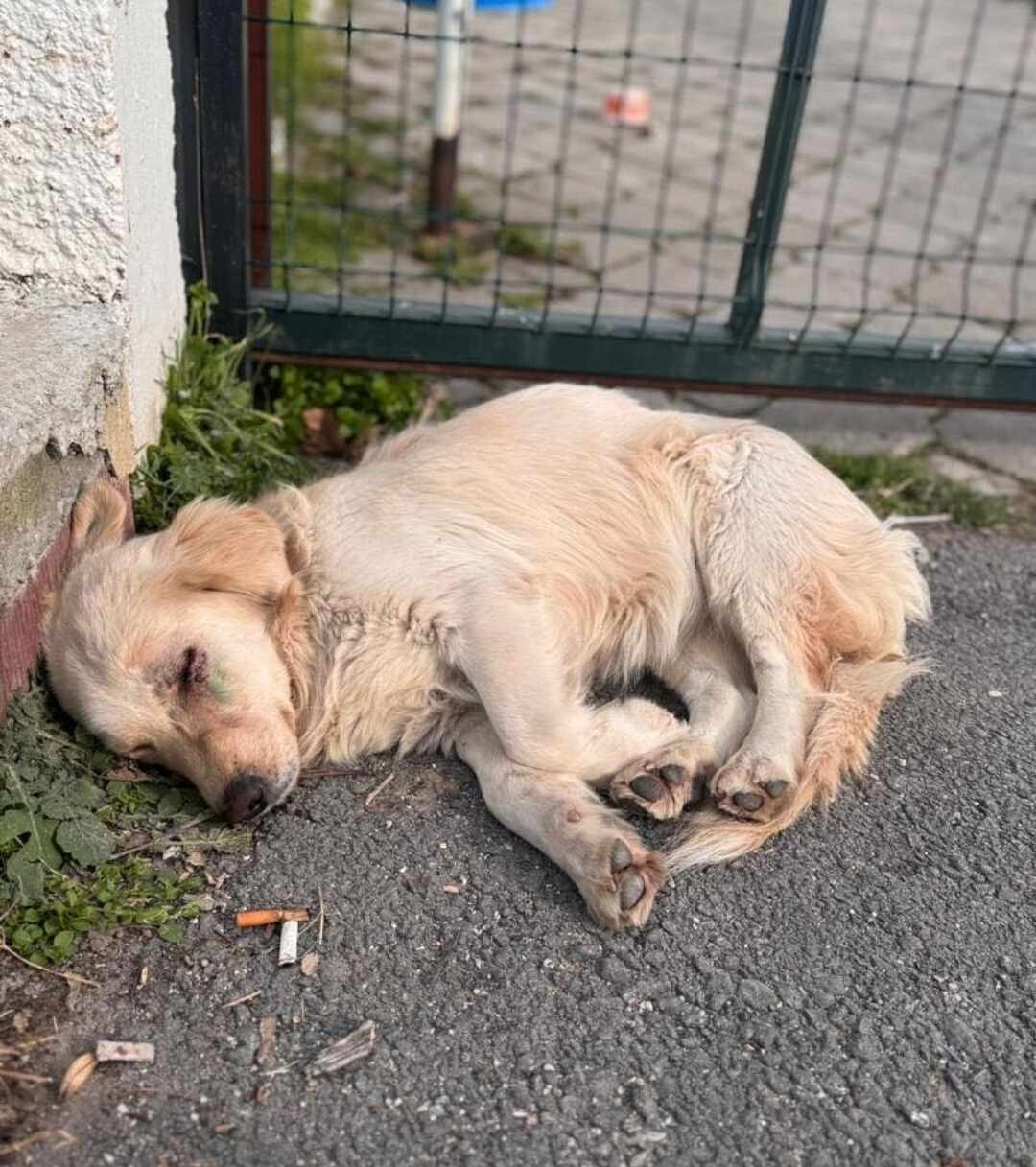 urgent-dog-abandoned-after-eye-surgery