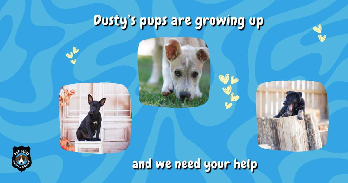Campaign cover image for Dusty's puppies