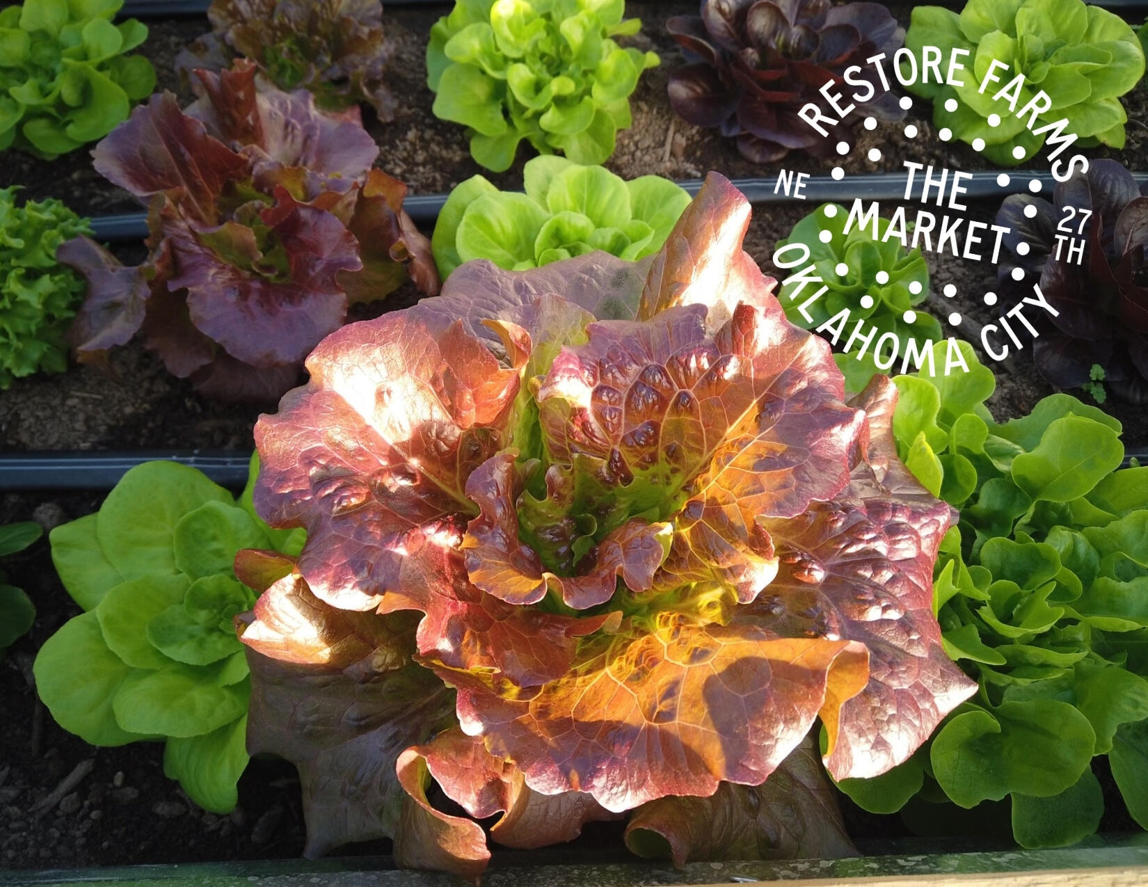 Campaign cover image for Farm Fresh Vegetables