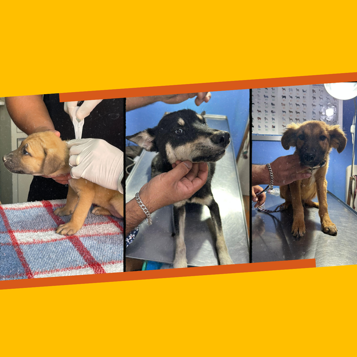 Campaign cover for Spay and Neuter Street Dogs