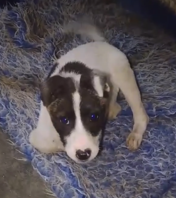 Campaign cover image for Send Tippy to KSAR