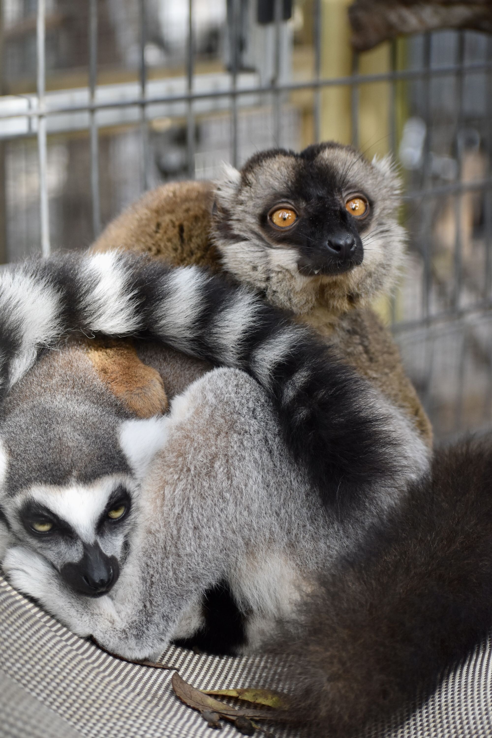 Campaign cover image for Giving Tuesday!