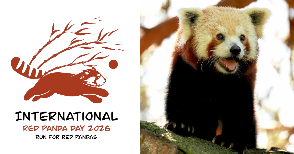 Campaign cover image for Run for Red Pandas 2026