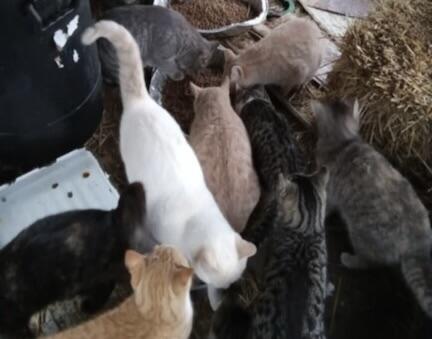 Campaign cover image for The Roscoe Cats - Help Break the Cycle!