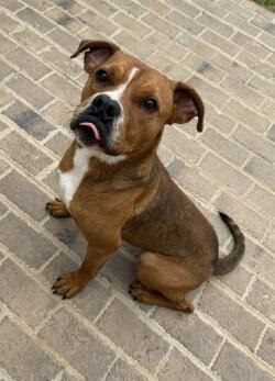 Campaign cover image for Help Rocky win his battle of heartworms