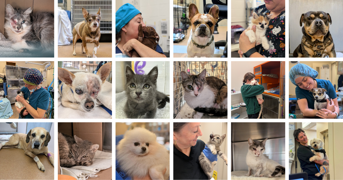 Campaign cover image for Animal Fix Clinic's Annual Shindig Fundraiser and Silent Auction