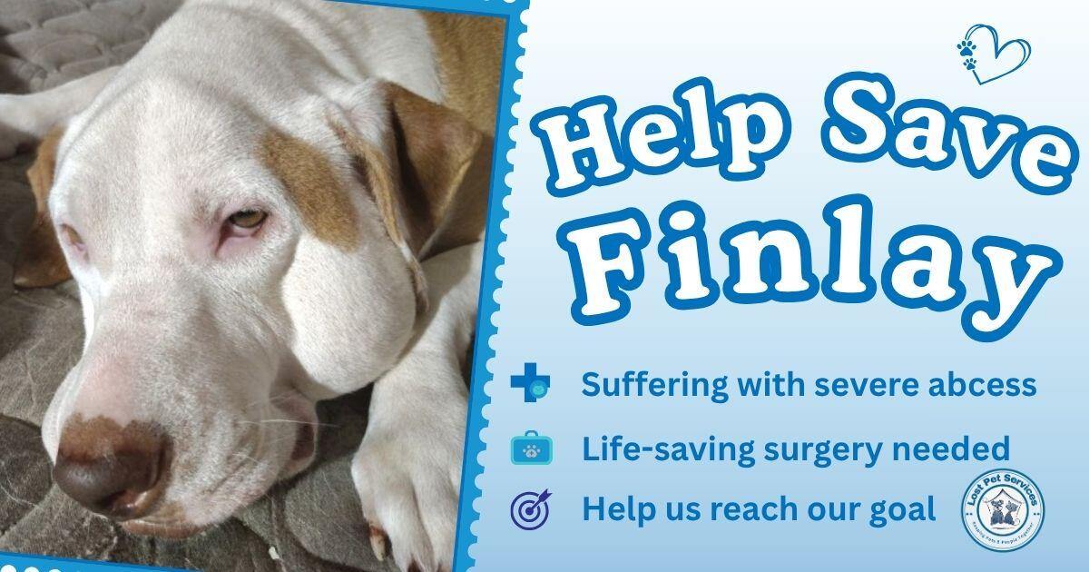 Campaign cover image for 🐾 Save Finlay — Emergency Surgery Fund