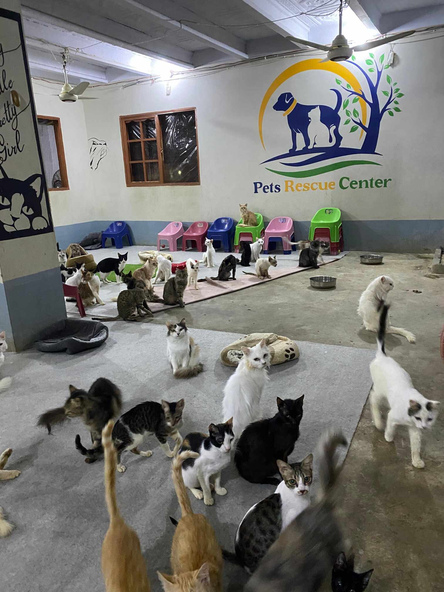 Pen Rescue Center Urgent!! cat food for Pet Rescue Center Dec 2024