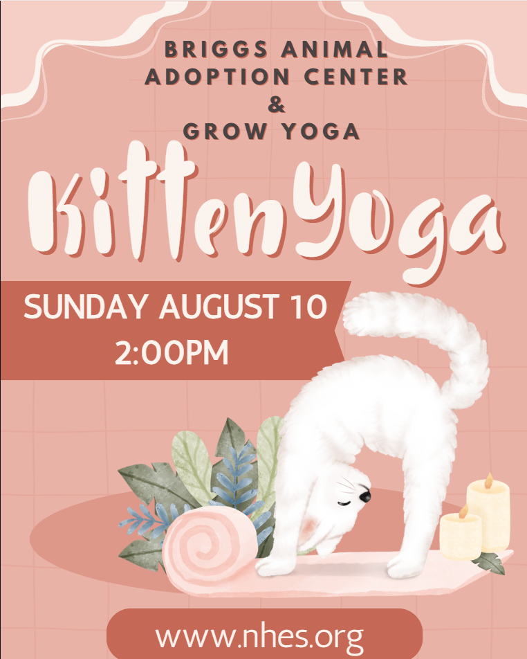 Campaign cover image for Kitten Yoga Registration