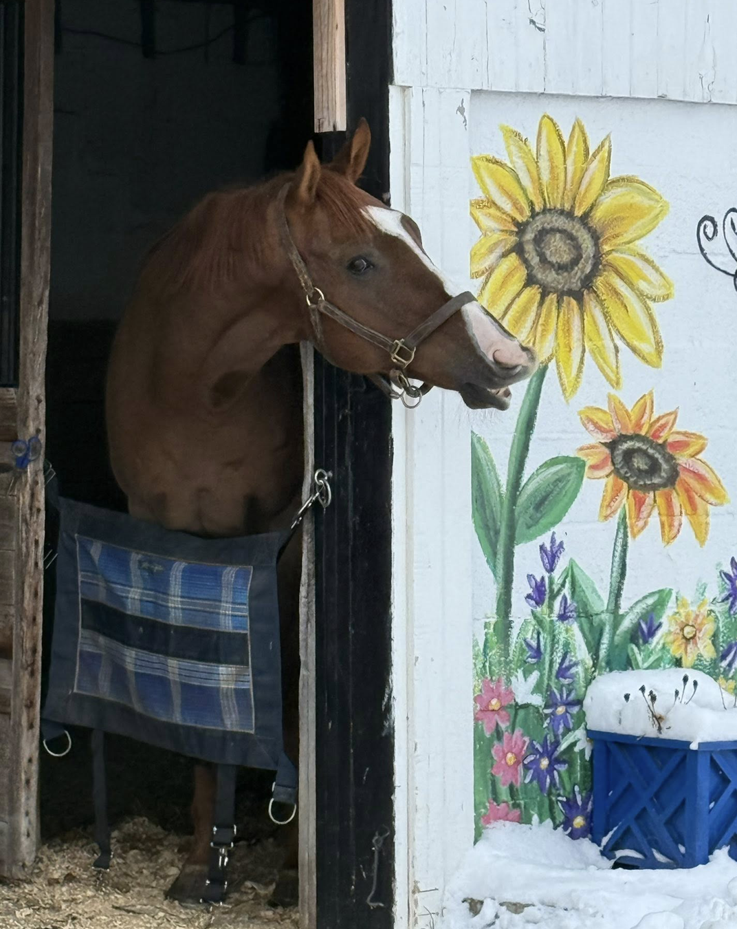Campaign cover image for Nourish the Herd - Be A Hero and Help Us Raise $900 for a Hay Bonnet