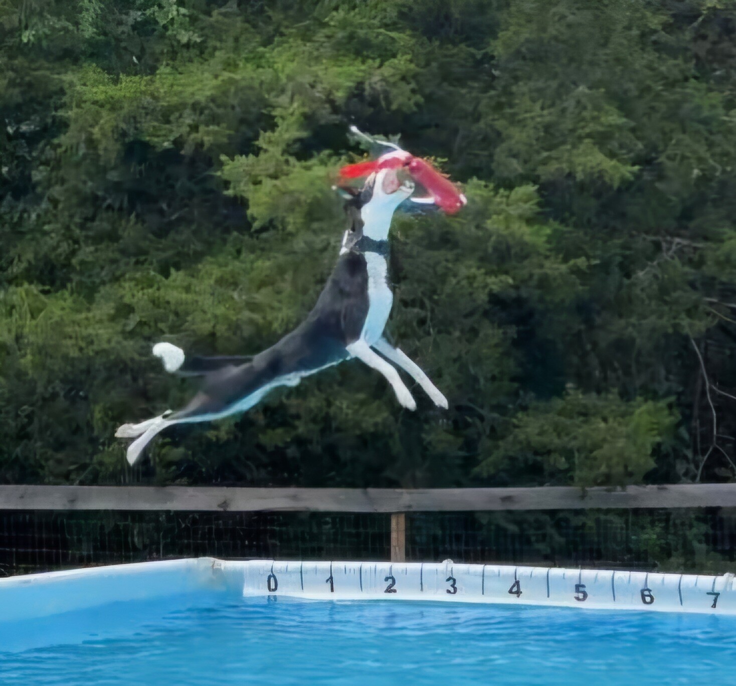 Campaign cover image for Take The Plunge: Hudson River Air Dogs Silent Auction