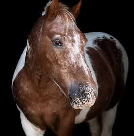 Campaign cover for Scout's 401(hay)