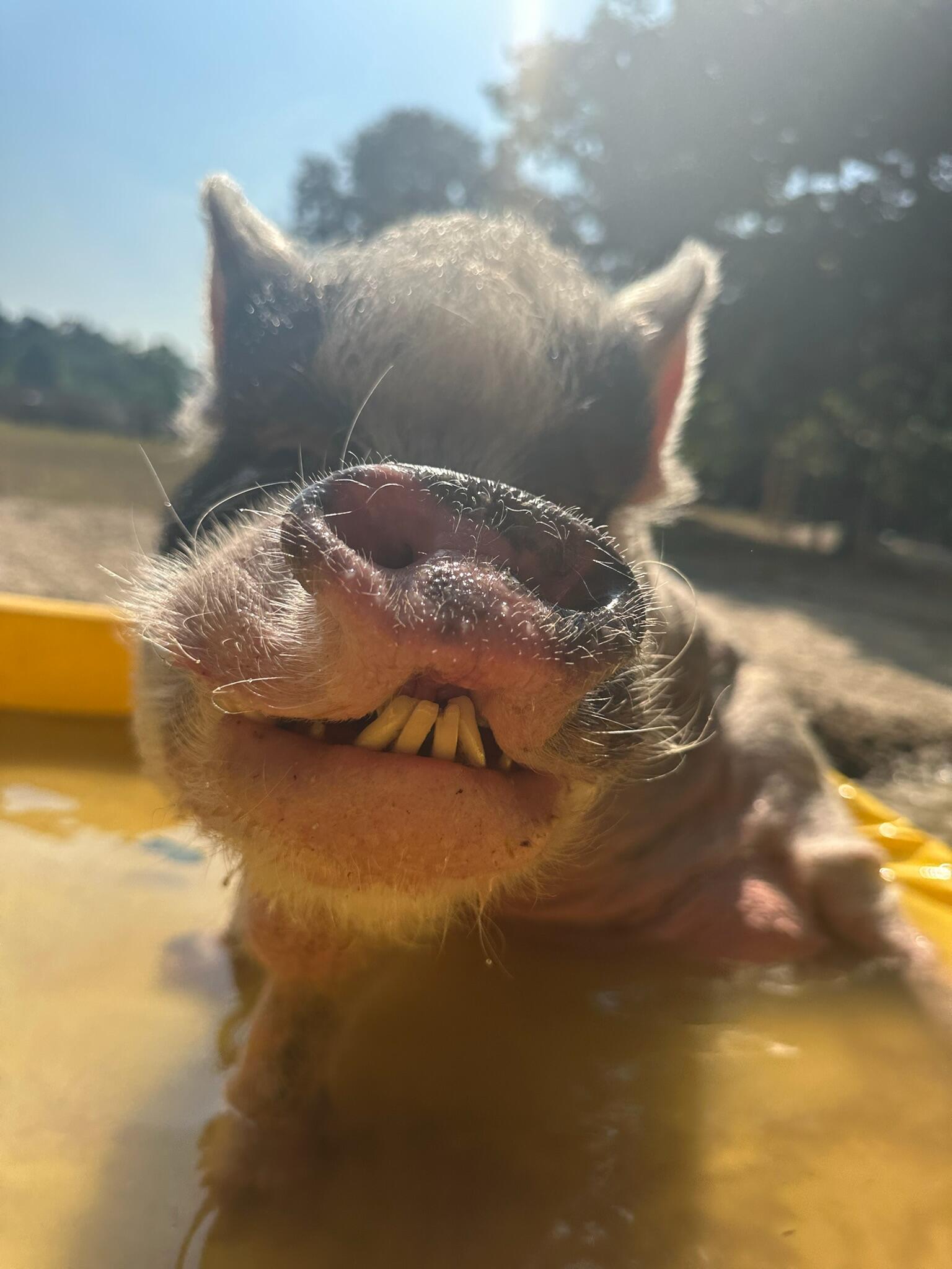 Campaign cover image for Snout Sponsor: Chumley