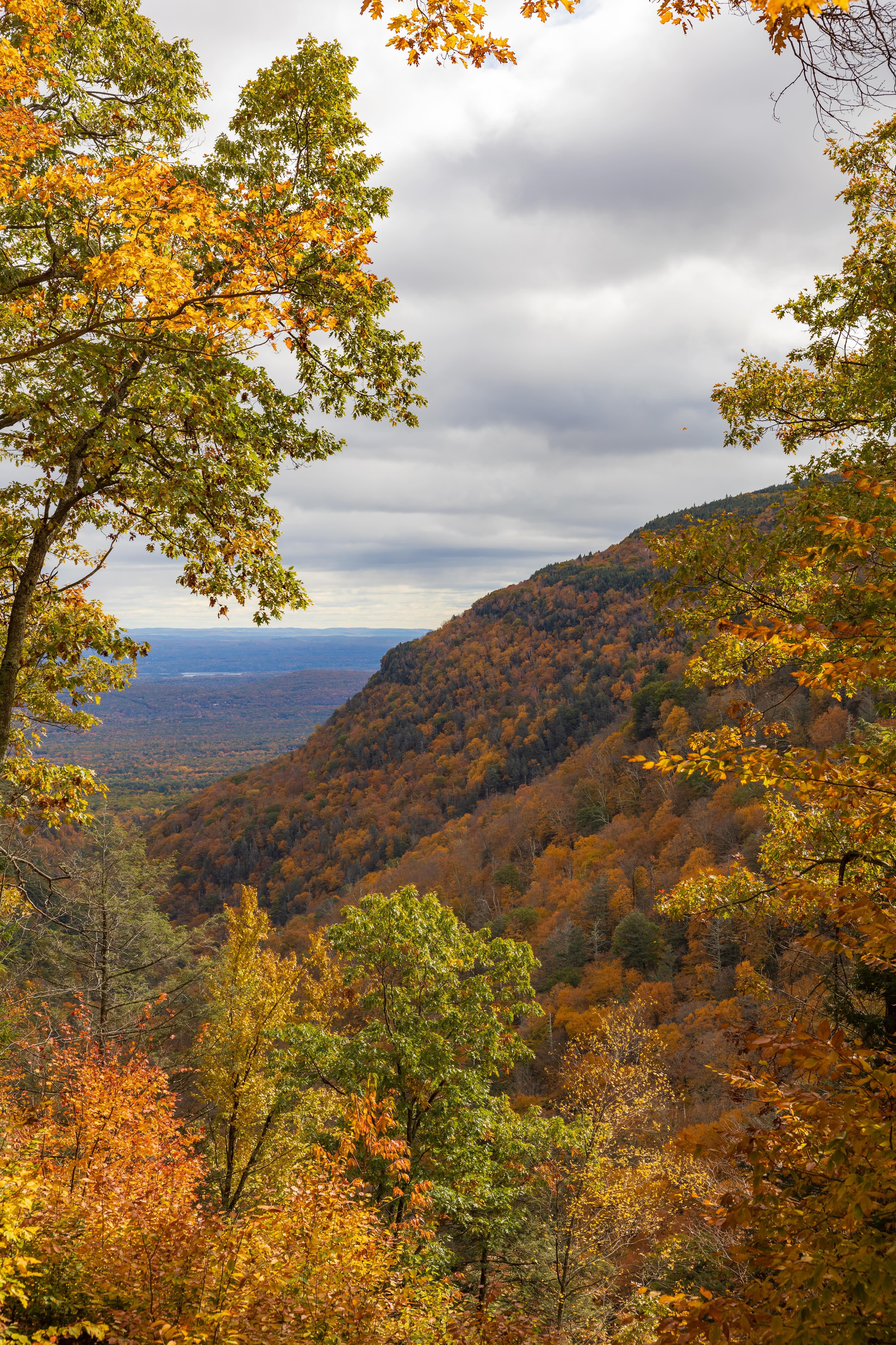 Campaign cover image for Fall Foliage Forest Ecology Walk