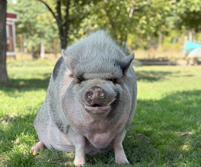 Campaign cover image for Mr. Wilber Wiggles - Our Potbelly Pig Ambassador