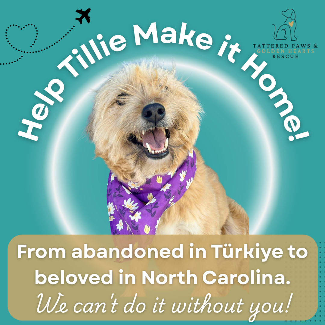 Campaign cover image for Help Tillie Make it Home!