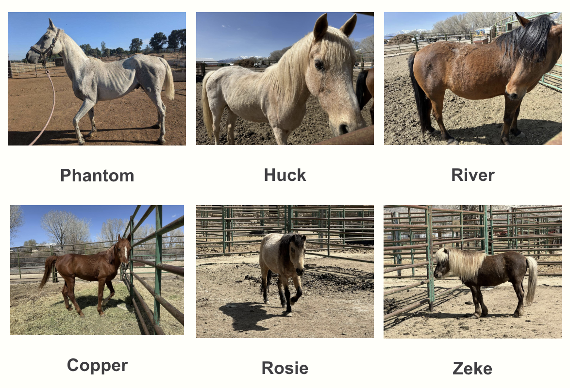 Campaign cover image for Six-Horse Neglect Case