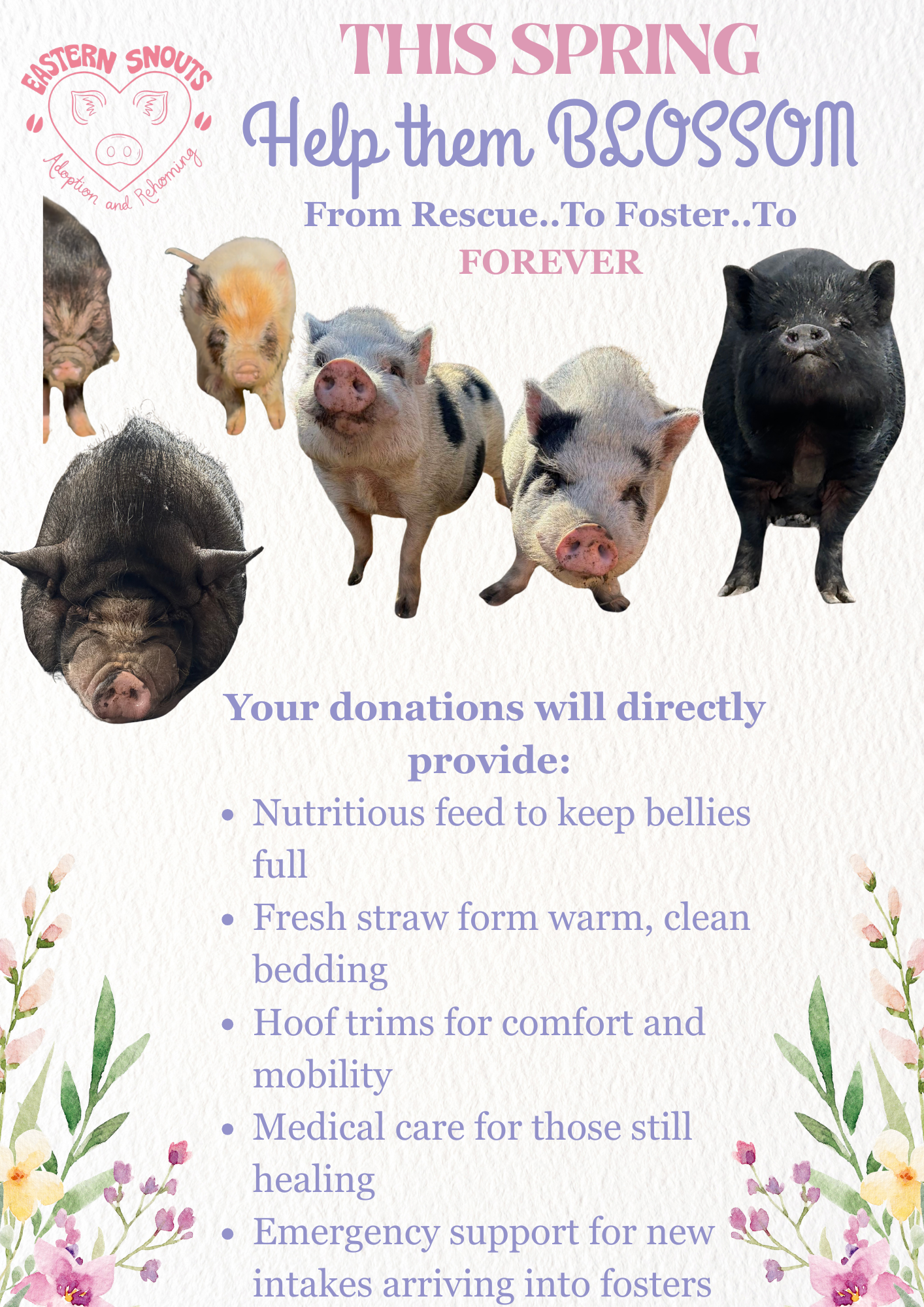 Campaign cover for 🌸🐽 Eastern Snouts Spring Appeal: Growing Hope, One Pig at a Time 🐽🌸