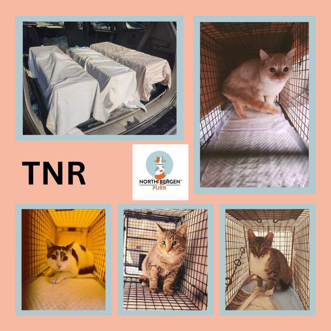 Campaign cover image for Help Us TNR 37 Hudson County Cats!