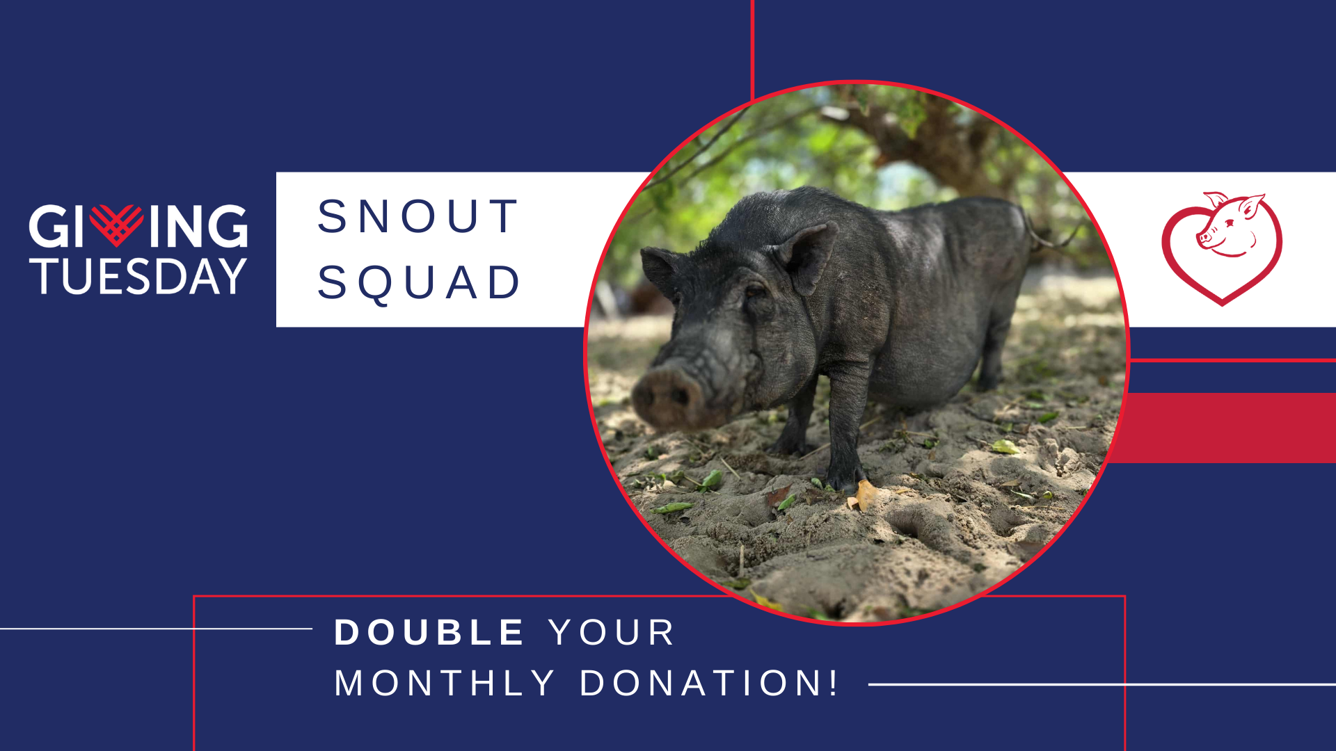 Campaign cover image for Giving Tuesday | Snout Squad | Monthly Giving